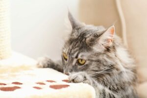 A grey cat plays with a scratching post.