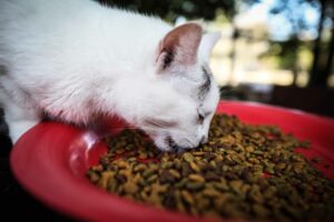 A white cat eats cat food from a red plate.