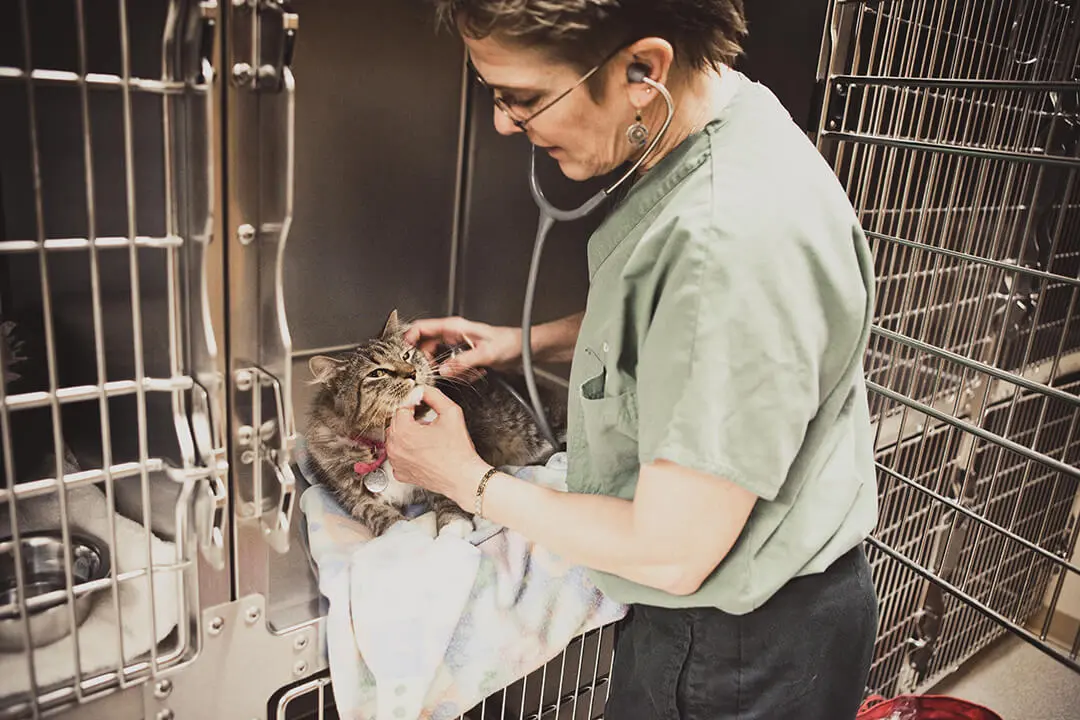 Female vet monitors a tabby cat in a cage.