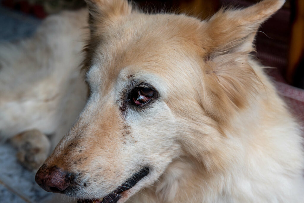 Dr. Kimberly Hsu, Veterinary Ophthalmologist - Bluepearl Pet Hospital