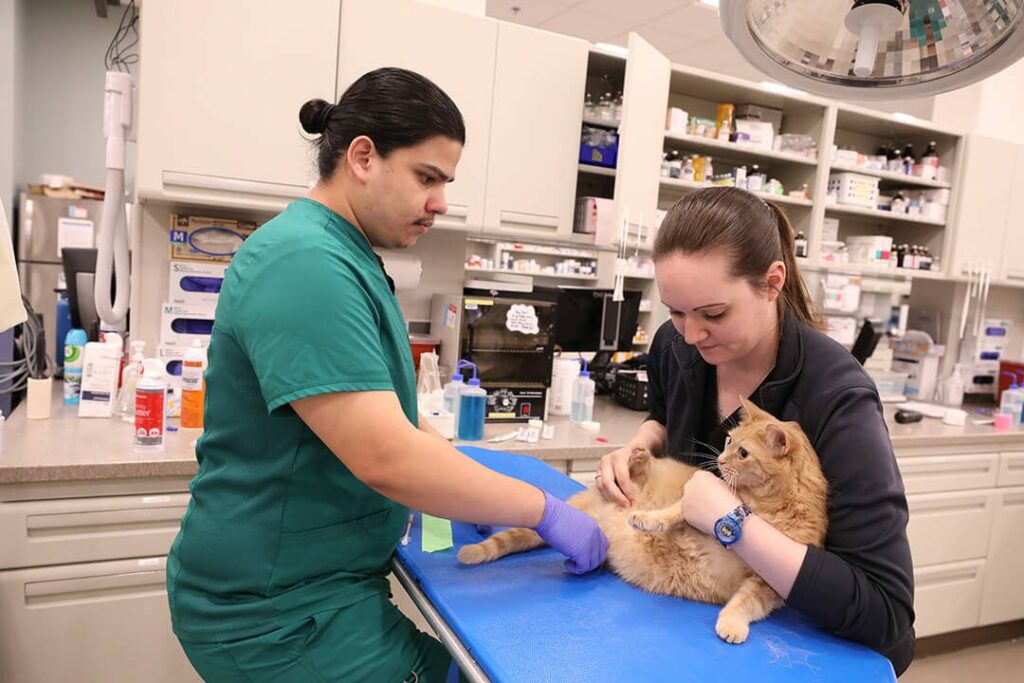 Two veterinary technicians examine an orange tabby cat.