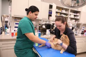 Two veterinary technicians examine an orange tabby cat.