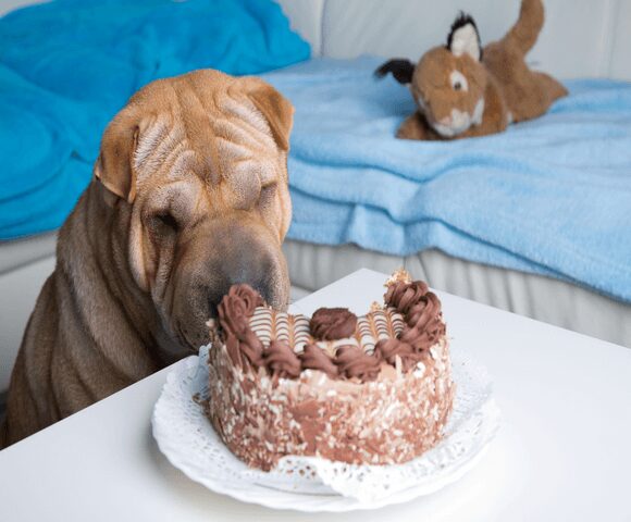 Dog stares longingly at chocolate cake
