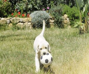 Yellow lab pup wih a soccer ball in his mouth plays in a garden