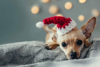 A small dog wears a Santa hat and lays on a grey blanket.
