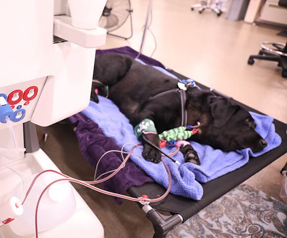 A black lab lies on a cot hooked up to a hemodialysis machine.