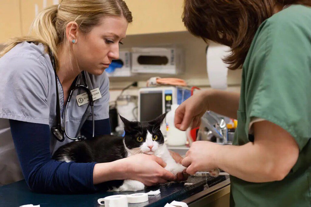 Two female veterinarians examine a black and white cat.