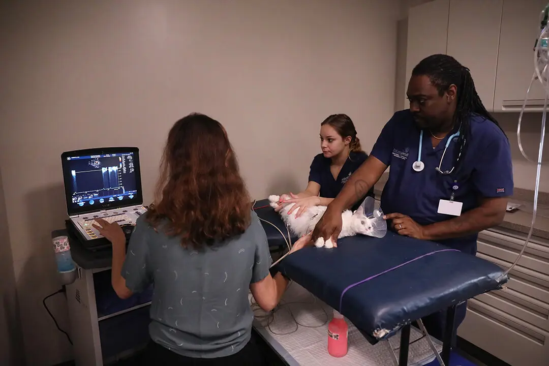 A doctor and two techs perform an echocardiogram on a cat.