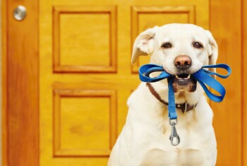 A Labrador sits with leash in its mouth.