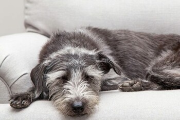 sleeping dog on a white couch