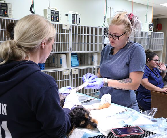 Two vet techs bandage a dog's foot.