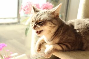 Cat sneezing