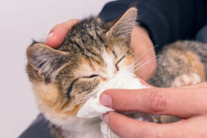 Cat sneezing not store eating