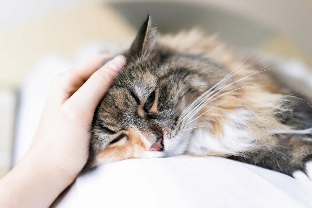 Why Is My Cat Sneezing? BluePearl Pet Hospital