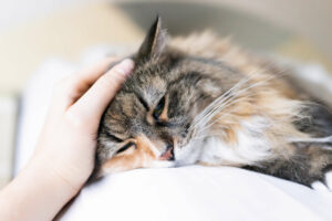 Owner petting sick cat