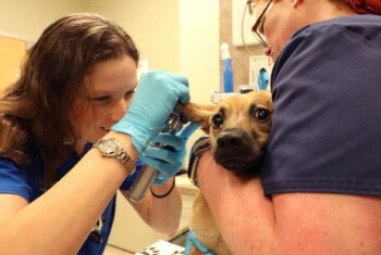 A dermatologist and vet tech check a dog's ear.