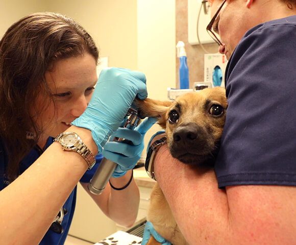 A dermatologist and vet tech check a dog's ear.