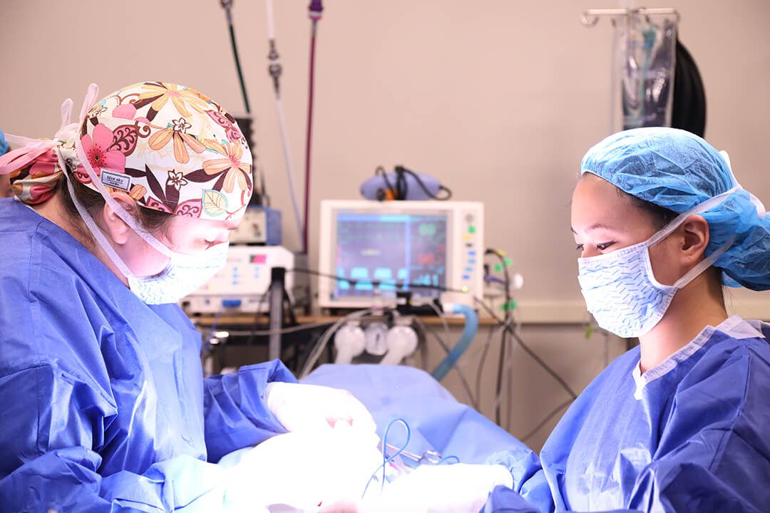 Two surgeons operate on a dog.