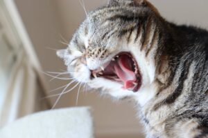 Cat sneezing