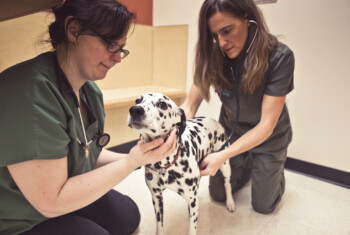 Two female veterinarians examine a Dalmatian