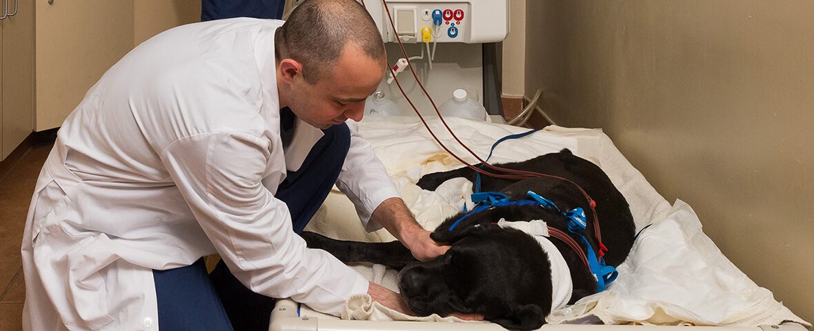 Dog receiving hemodialysis with veterinary next to him.