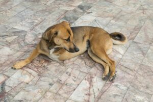 Dog with three legs lays on floor.