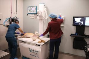 Two techs take an x-ray of a dog's leg.