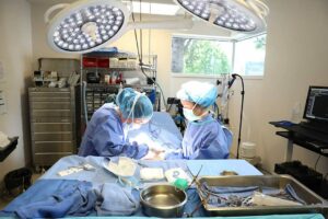 Two surgeons operate on a pet under a blue cloth.