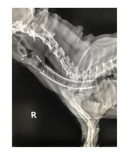 A stent is shown on an x-ray in a dog's trachea.