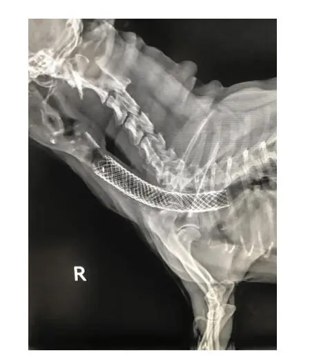 is a collapsed trachea in dogs painful