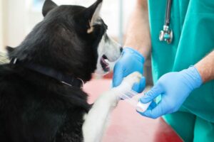 Large dog has foot bandaged