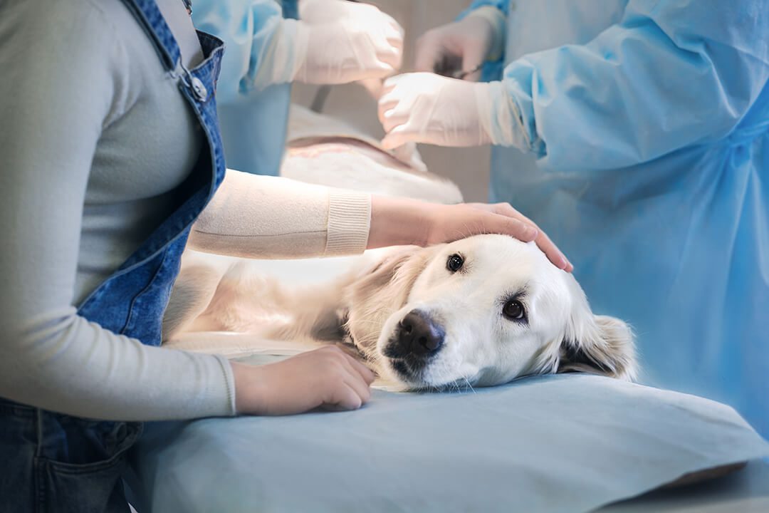 Golden retriever at vet