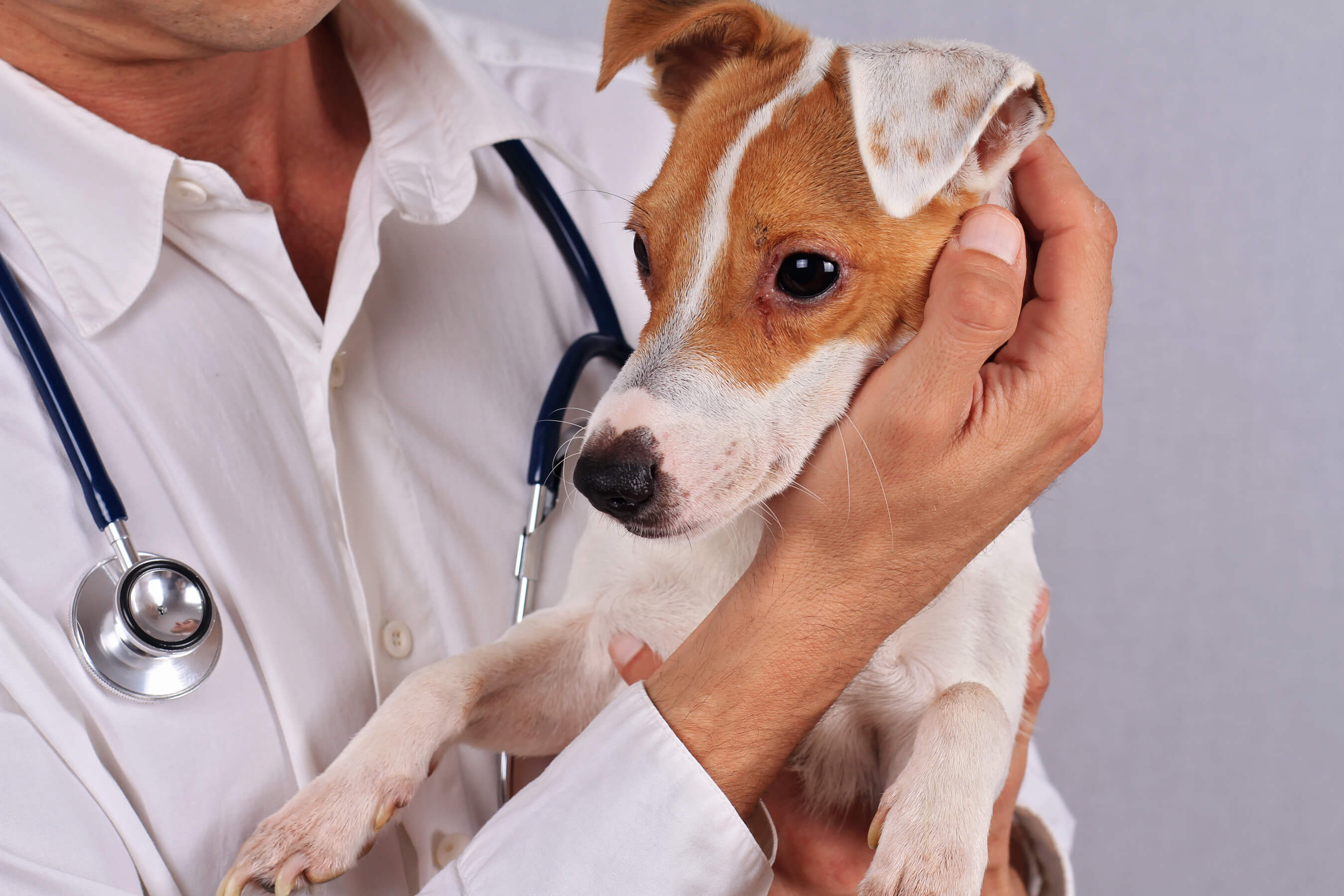 Dog with Veterinarian