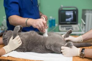 The vet does an ultrasound cat in clinic