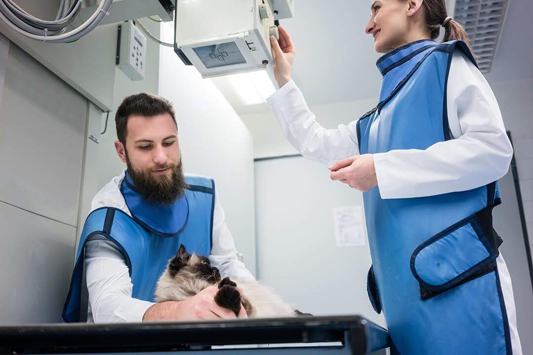 Veterinarians in X-ray room with a cat adjusting machine