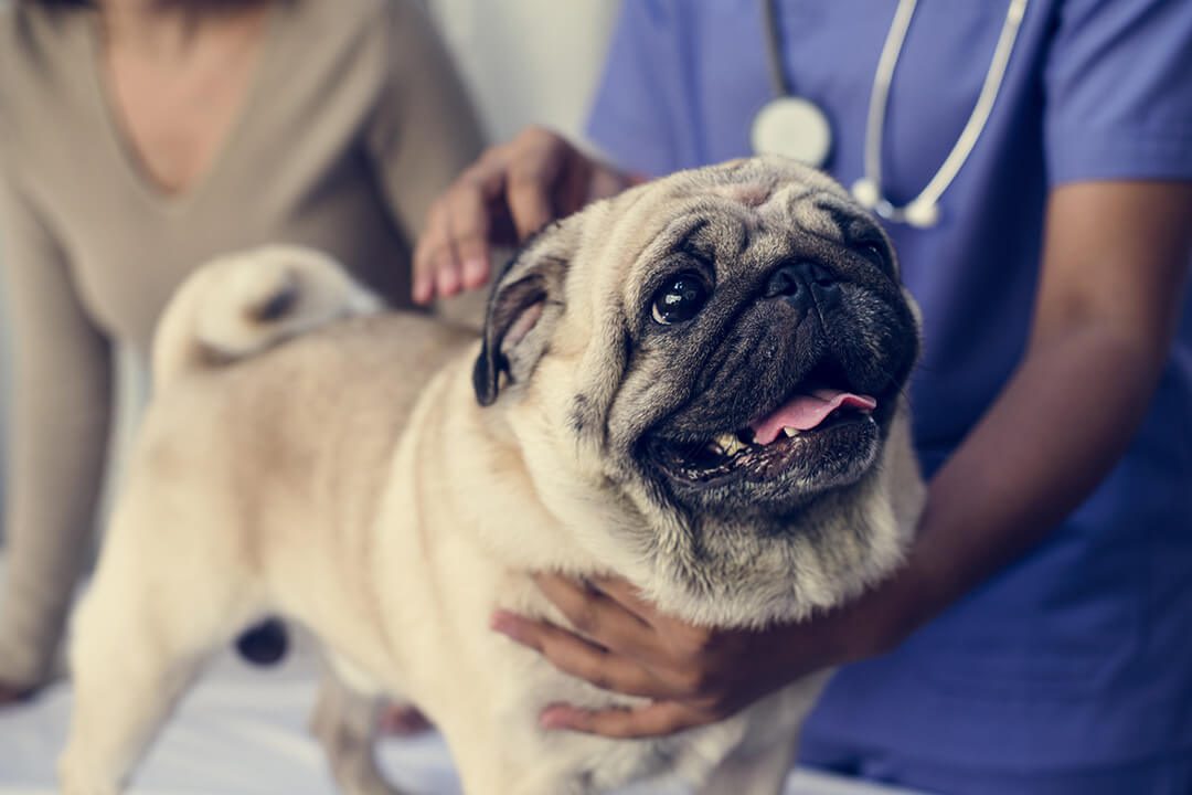 Pet pug in a veterinary clinic. Brachycephalic dogs like pugs are more prone to upper airway obstruction.