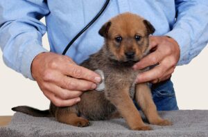 Puppy being examined by a Veterinarin.