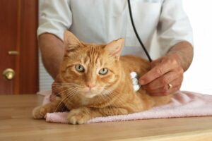 Veterinarian listening to cat
