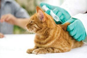 Veterinarian giving injection to an orange cat