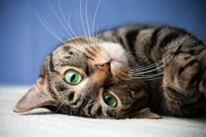 A tan and black stripped tabby cat is rolling over and stretching.