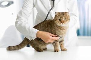 A vet uses a stethoscope on a cat.