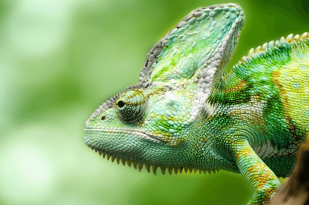 A green chameleon