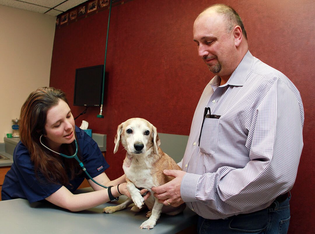 A female veterinarian listens to a dog's heartbeat with a stethoscope while his owner stands hear him.