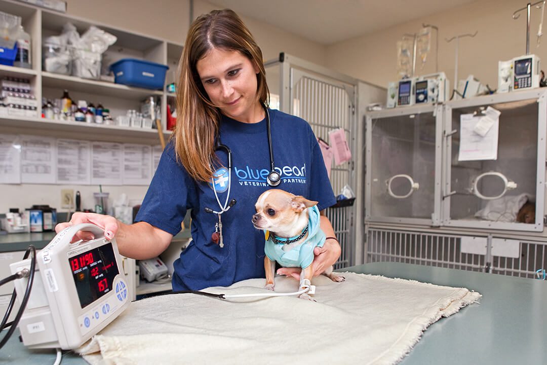 A young female vet takes measurements of a small chihuahua
