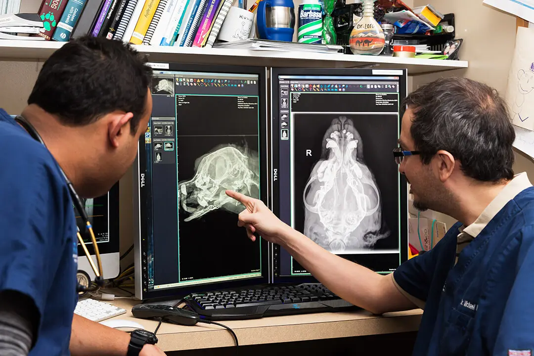 Two male veterinarians look at diagnostic imaging on a computer screen.