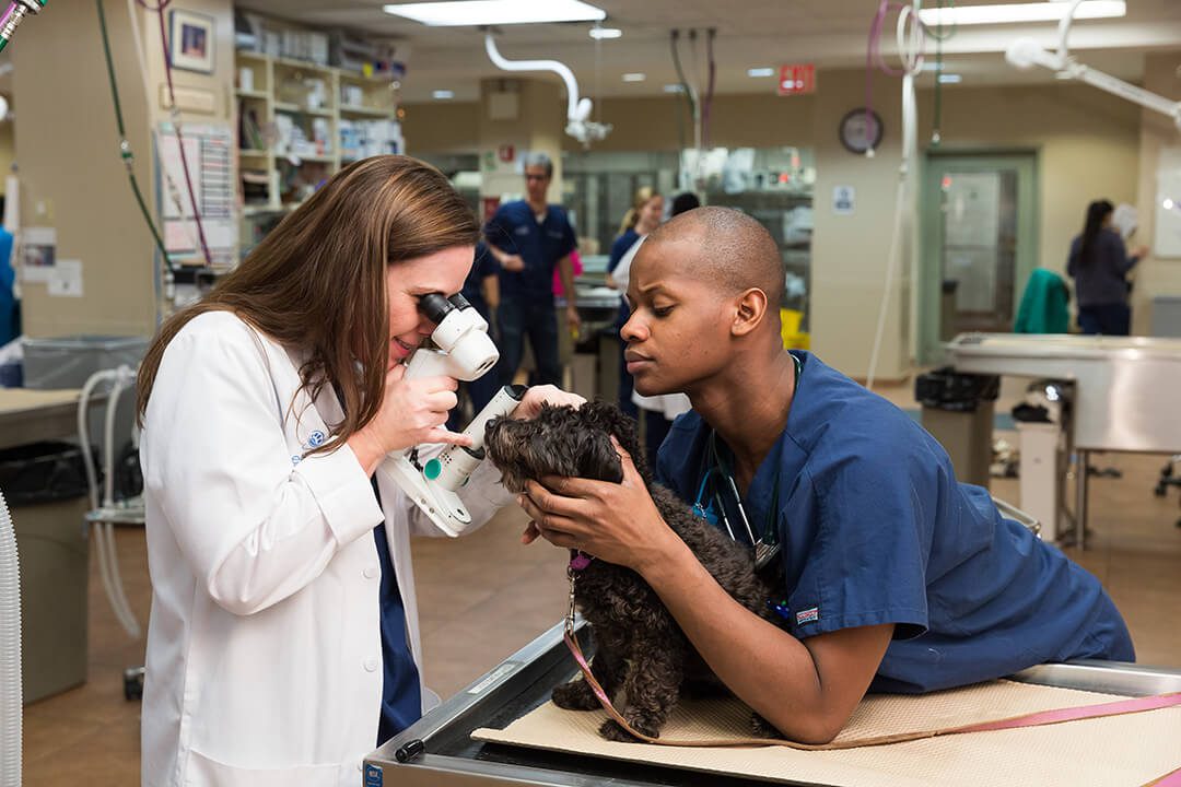 A male veterinarian holds a small black dog while a female veterinarian looks into its eyes with a microscope.