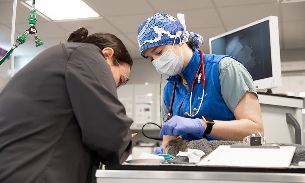 A clinician examining a patient.