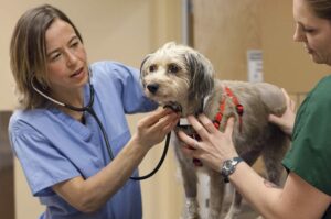  två veterinärer kontrollerar en brun hunds hjärtslag.