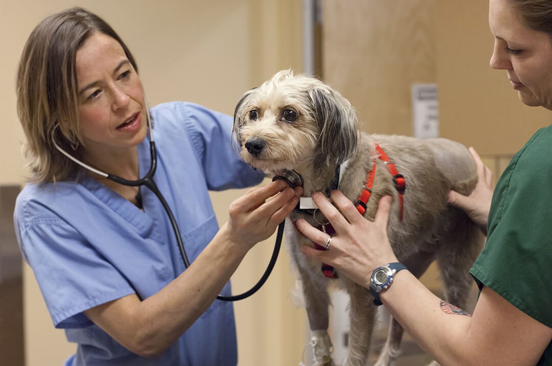 Two veterinarians check a brown dog's heartbeat.