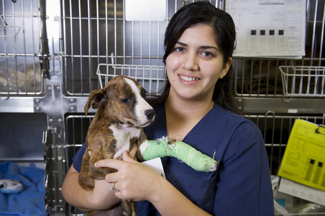 A young female vet holds a brown and white puppy with a cast on its leg.